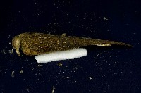 藍腹鷴藏品圖，第4張